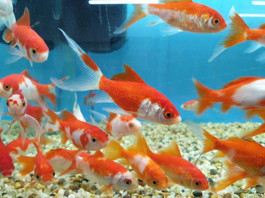 exotic fish store near me