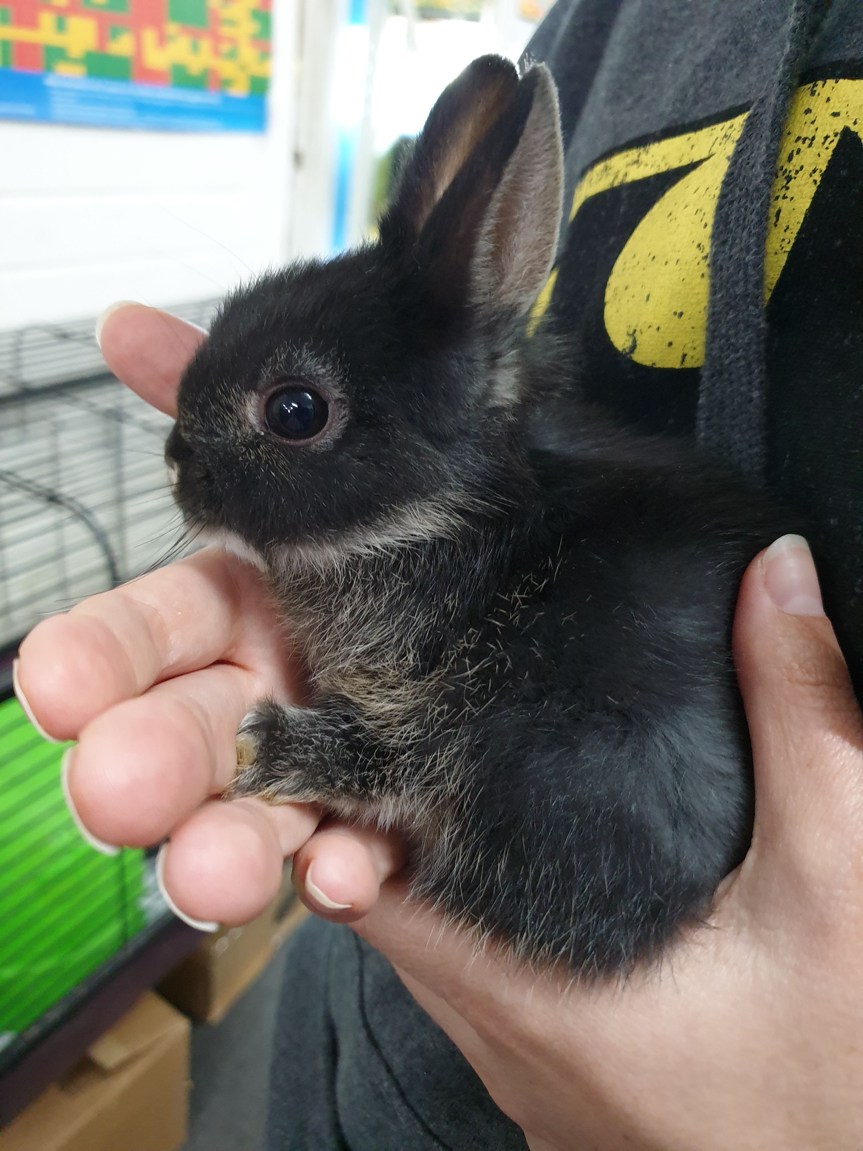 rabbits and guinea pigs for sale