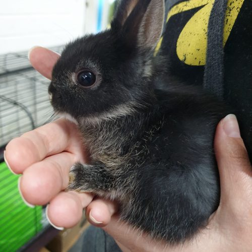 rabbits-for-sale-toormina